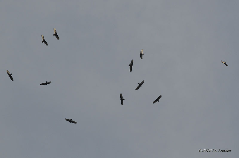 TurkeyVulture8534b.jpg
