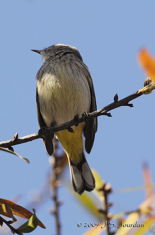 PalmWarbler6192b.jpg