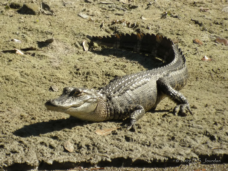 AmericanAligator1457b.jpg