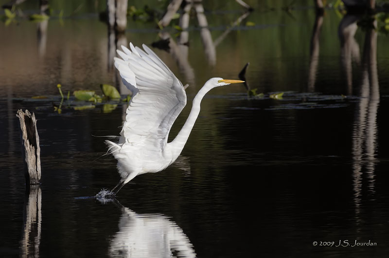 GreatEgret6516b.jpg