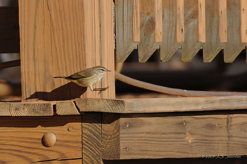 PalmWarbler6600b.jpg