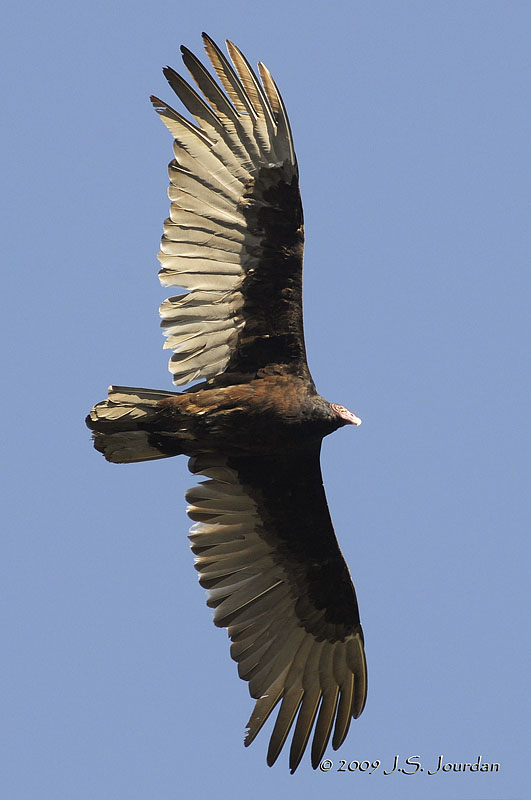 TurkeyVulture6764b.jpg
