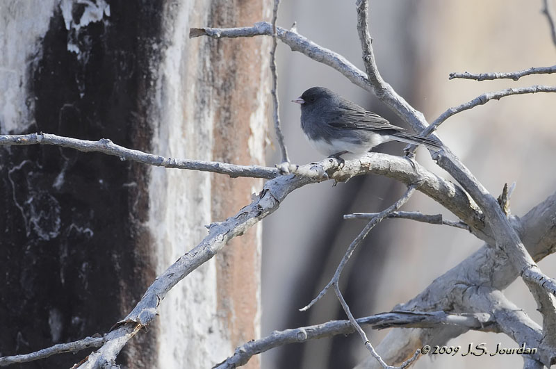 22DarkeyedJunco5752b.jpg