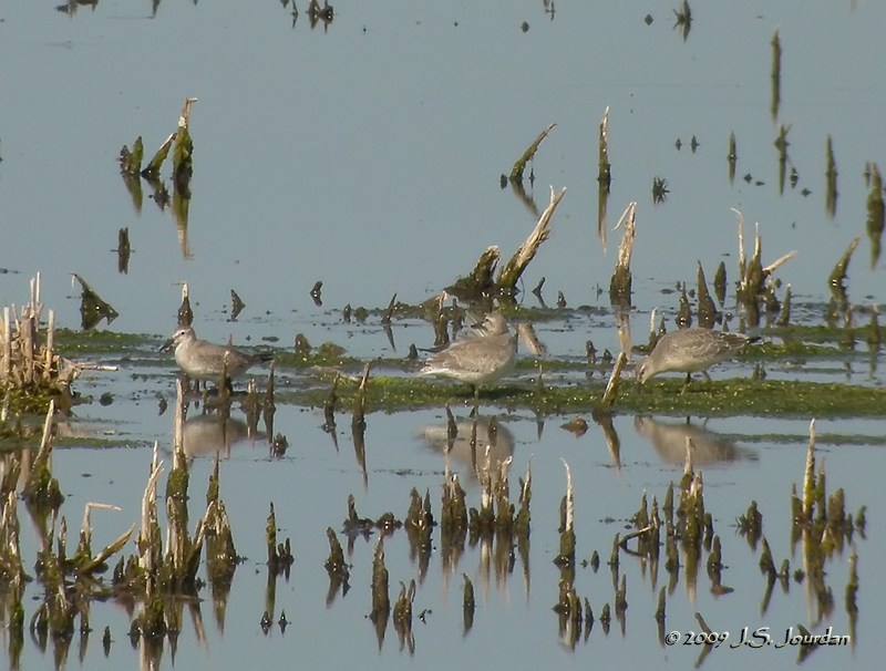 RedKnot6773b.jpg