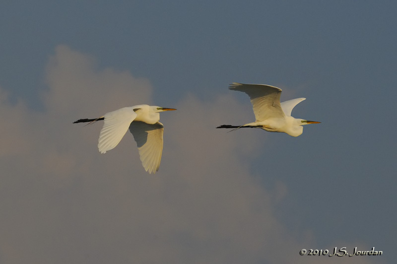 GreatEgret7481b.jpg