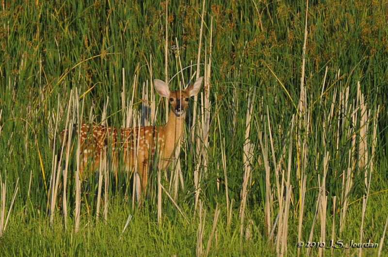 WhitetailedDeer1167b.jpg
