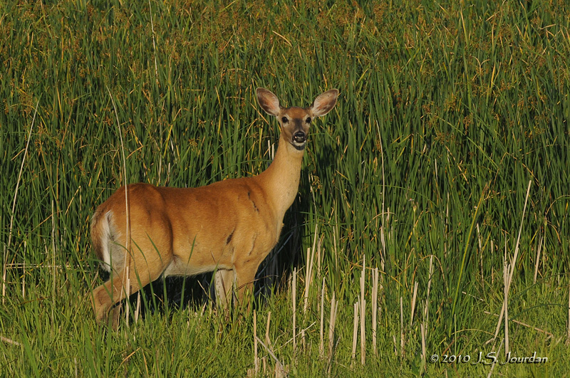 WhitetailedDeer1154b.jpg