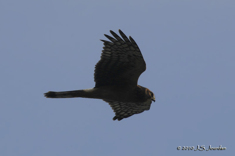 NorthernHarrier1695b.jpg