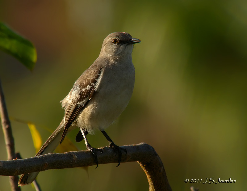 NorthernMockingbird1180b.jpg