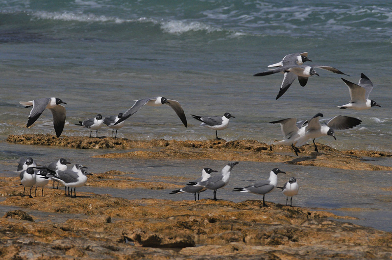 LaughingGull_011_8732b.jpg