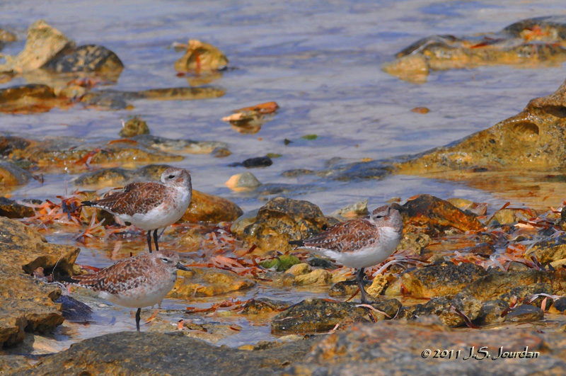 BlackbelliedPlovers_011_8757_DBb.jpg