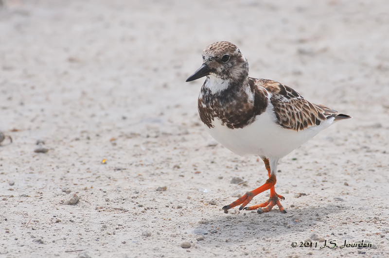 RuddyTurnstone_011_8777b.jpg