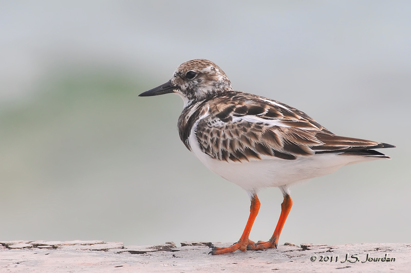 RuddyTurnstone_011_8810b.jpg