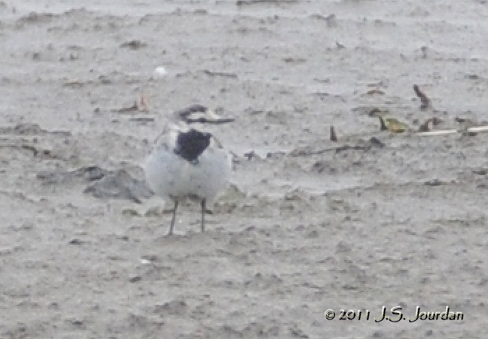 WhiteWagtail_011_0393b.jpg