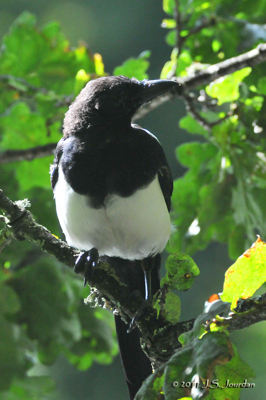 011_9268KilkennyMagpie.jpg