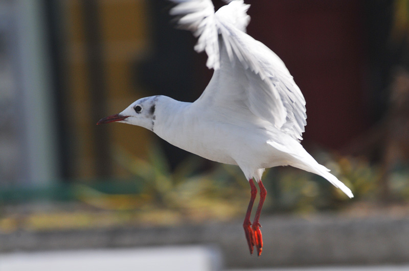 011_9527WaterfordBlackheadedGull.jpg