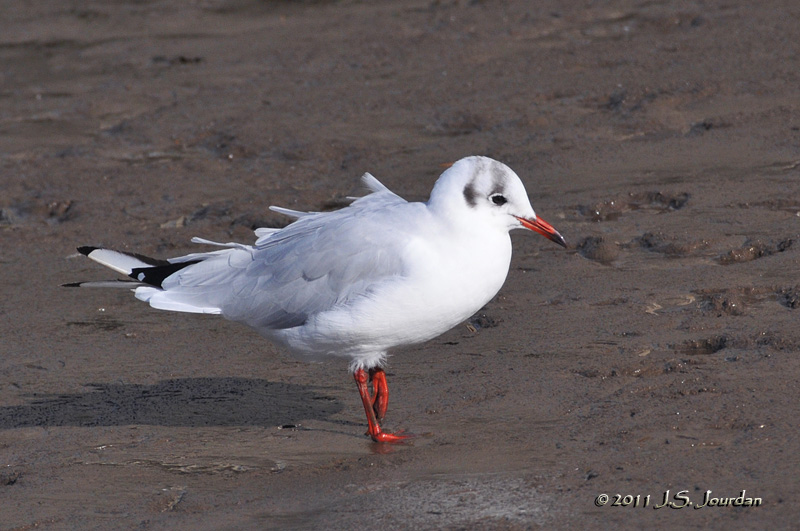 011_9586WaterfordBlackheadedGull.jpg