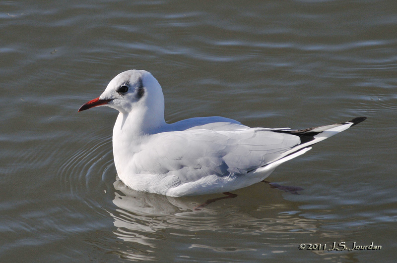 011_9610WaterfordBlackheadedGull.jpg