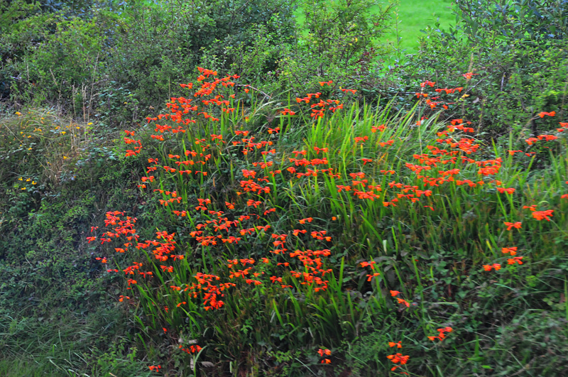 011_9930Killarney_RingofKerry.jpg