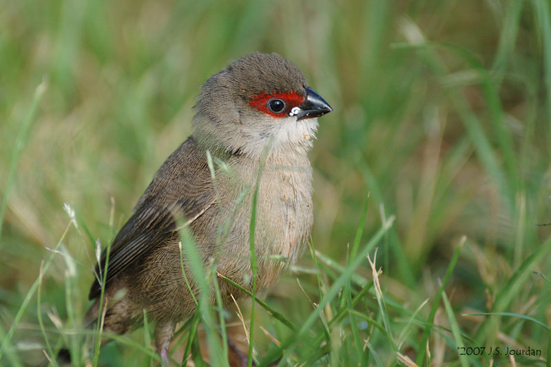 CommonWaxbill3787b.jpg