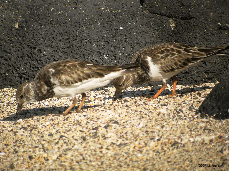 RuddyTurnstone2436b.jpg