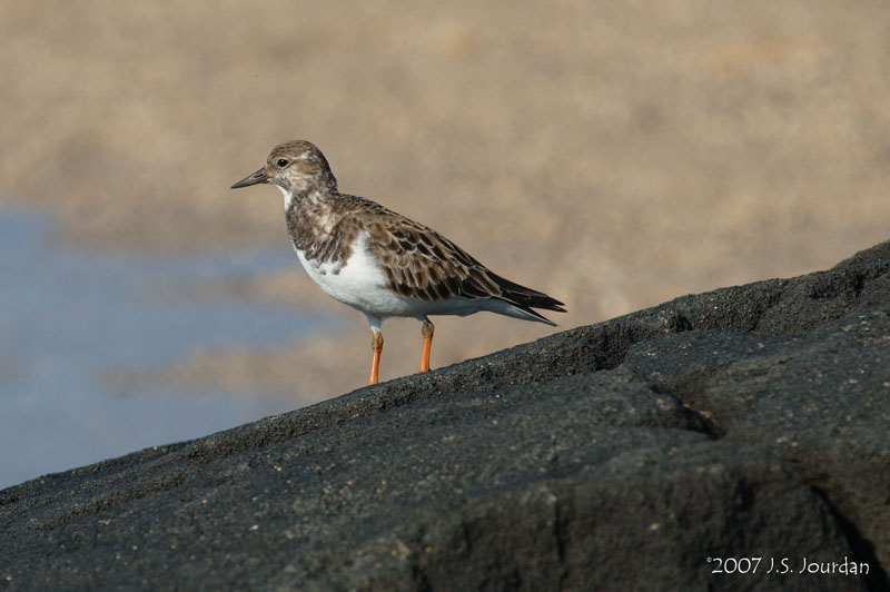 RuddyTurnstone4174b.jpg