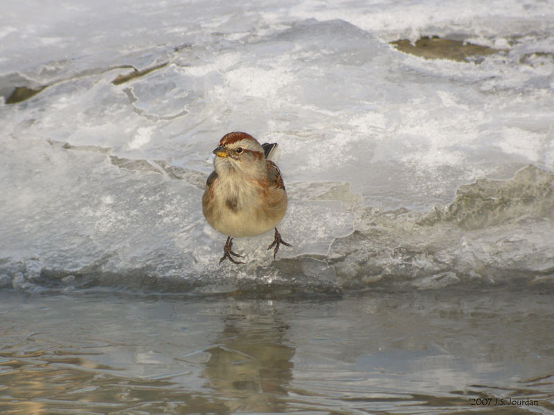 TreeSparrow2878b.jpg