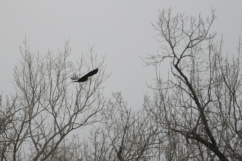 BaldEagle0606b.jpg