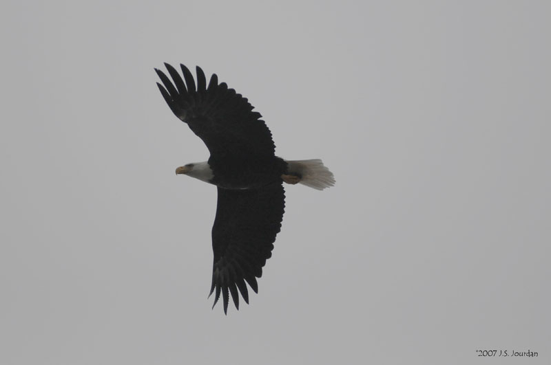 BaldEagle0675b.jpg