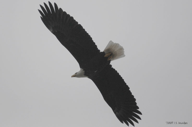 BaldEagle0679b.jpg
