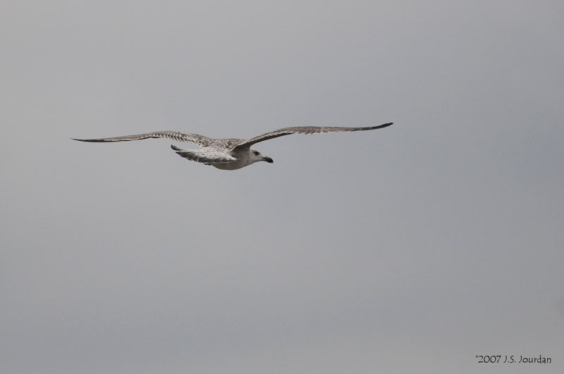 GBBGull0637b.jpg