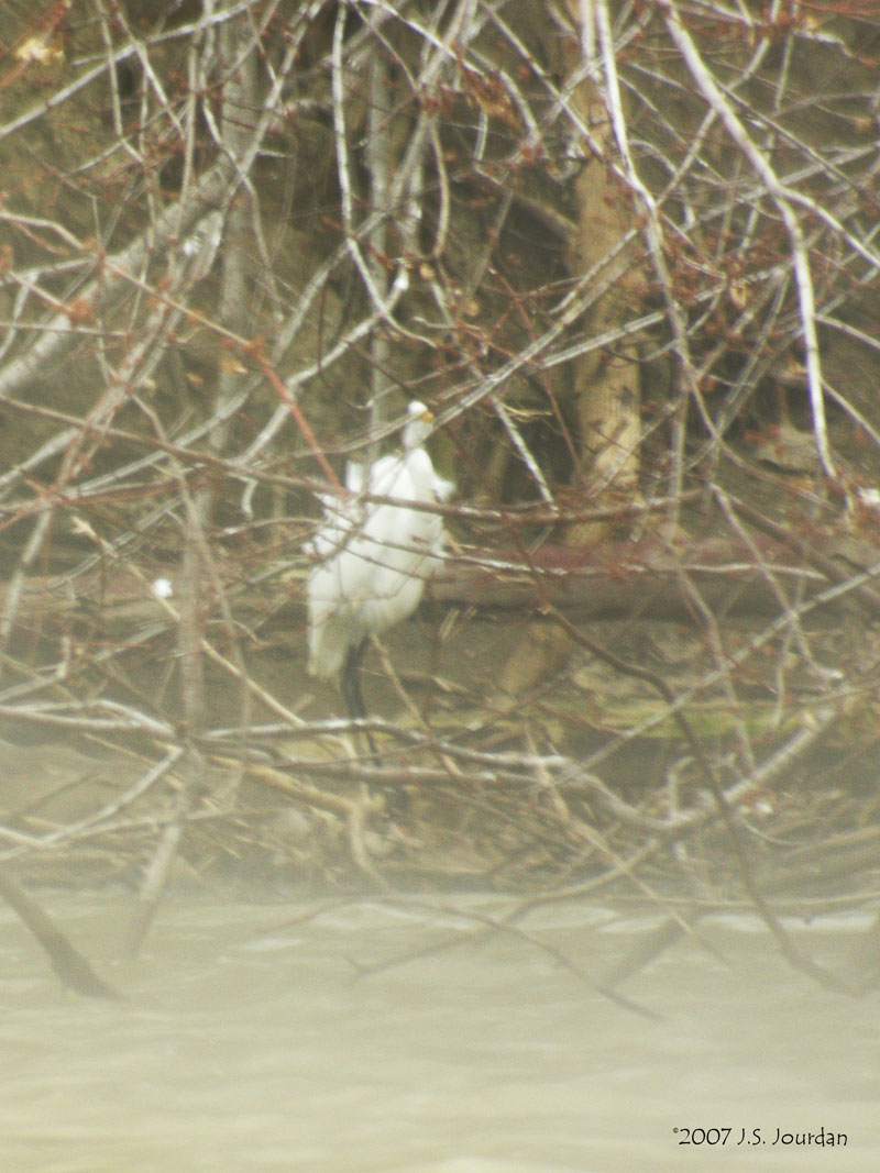 GreatEgret2975b.jpg