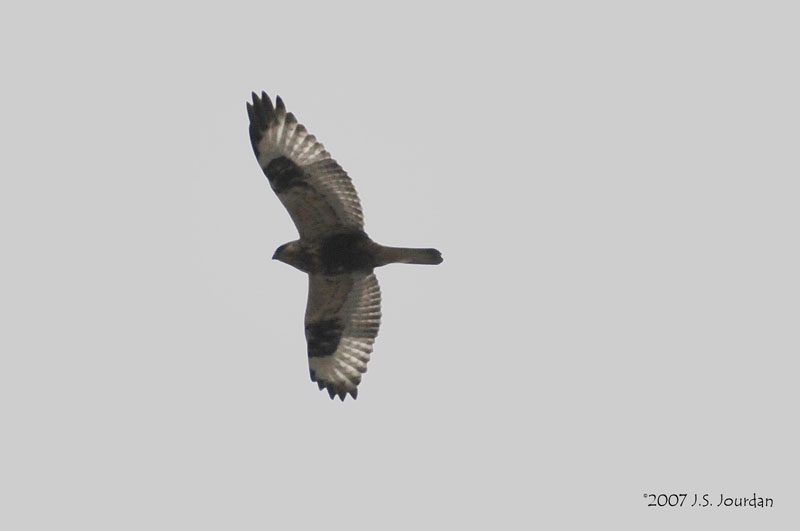 RoughleggedHawk0401b.jpg