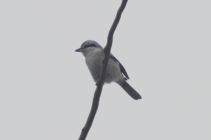 Northern_Shrike_2056.jpg