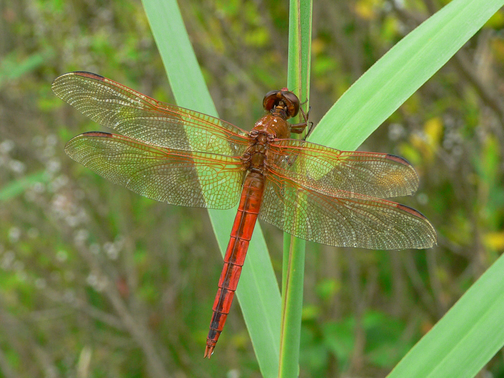 Needhams Skimmer - <i>Libellula needhami</i>