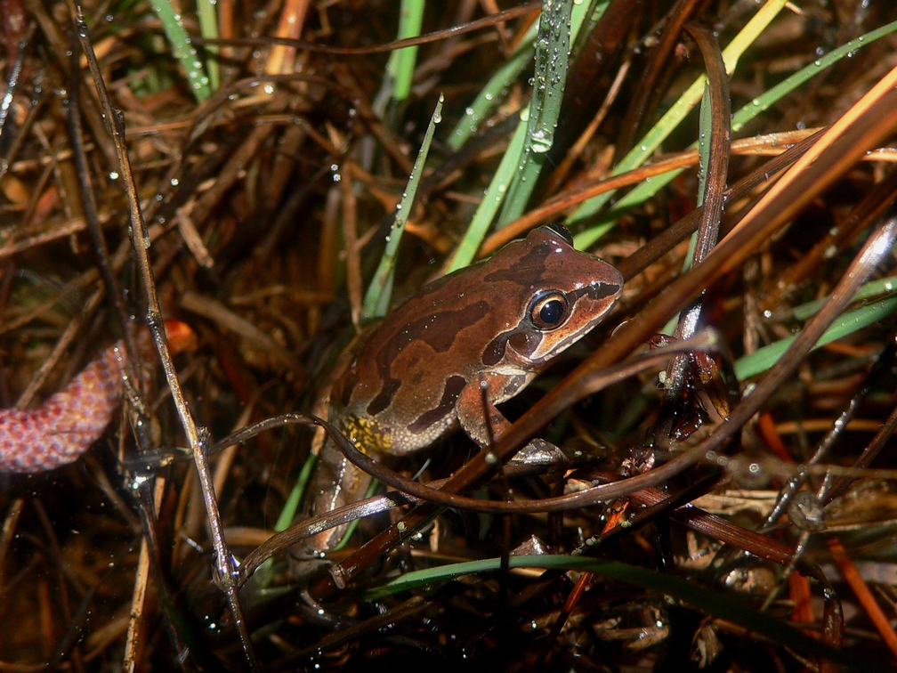 Ornate Chorus Frog - <i>Pseudacris ornata</i>