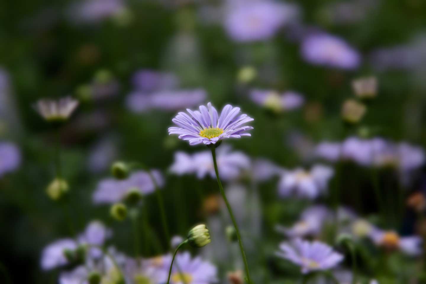 Purple Flower *.jpg