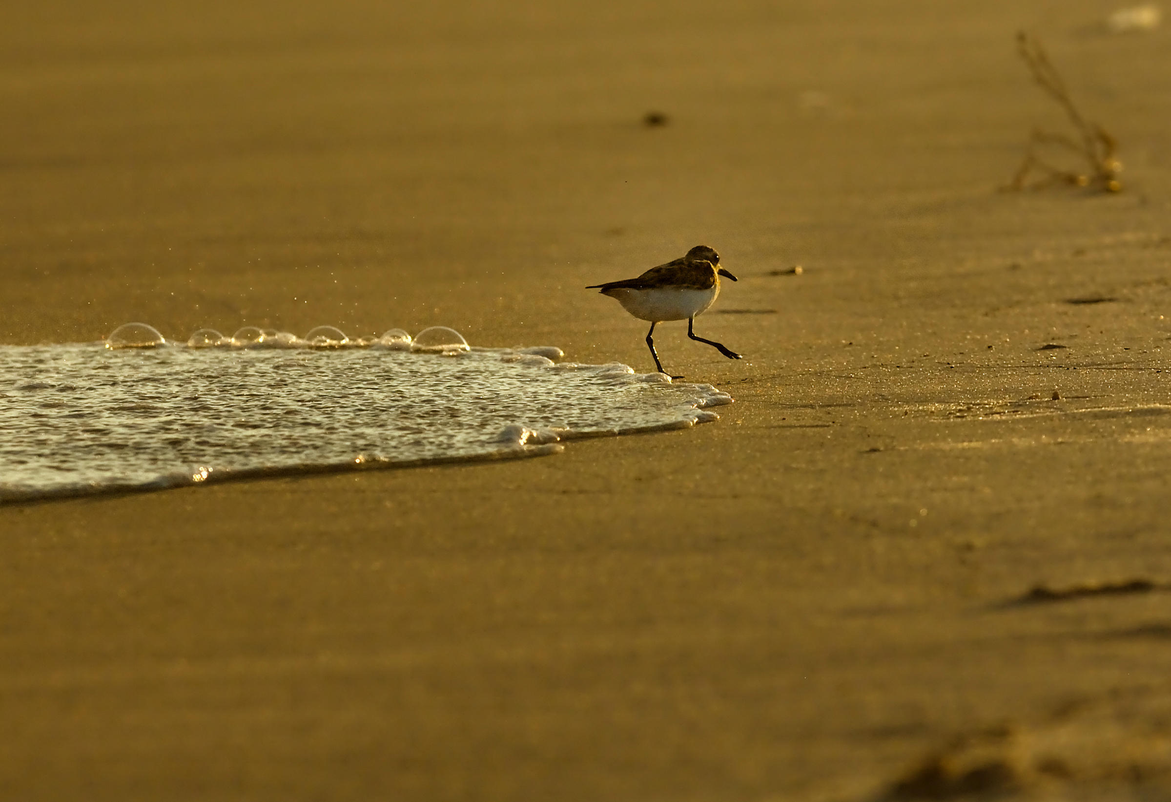 ShoreBird19x13.JPG