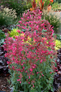 Agastache 'Raspberry Summer'