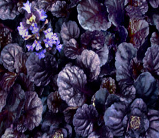 Ajuga 'Black Scallop'