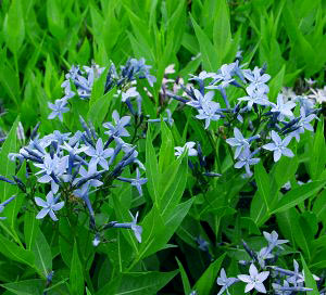 Amsonia 'Blue Ice'