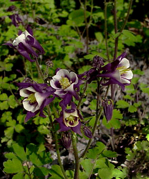 Aquilegia 'Swan Violet & White'