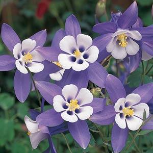 Aquilegia 'Bunting' (Songbird Series)
