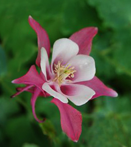 Aquilegia 'Rose & Ivory' (Spring Magic Series)