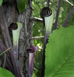 Arisaema triphyllum