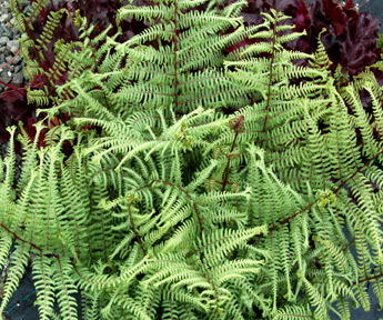 Ocean's Fury Fern