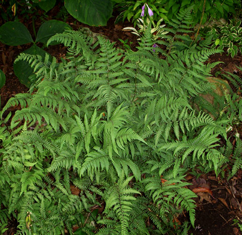 Branford Beauty Fern