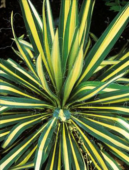 Yucca filamentosa 'Color Guard'