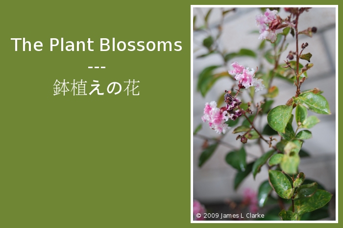The Plant Blossoms