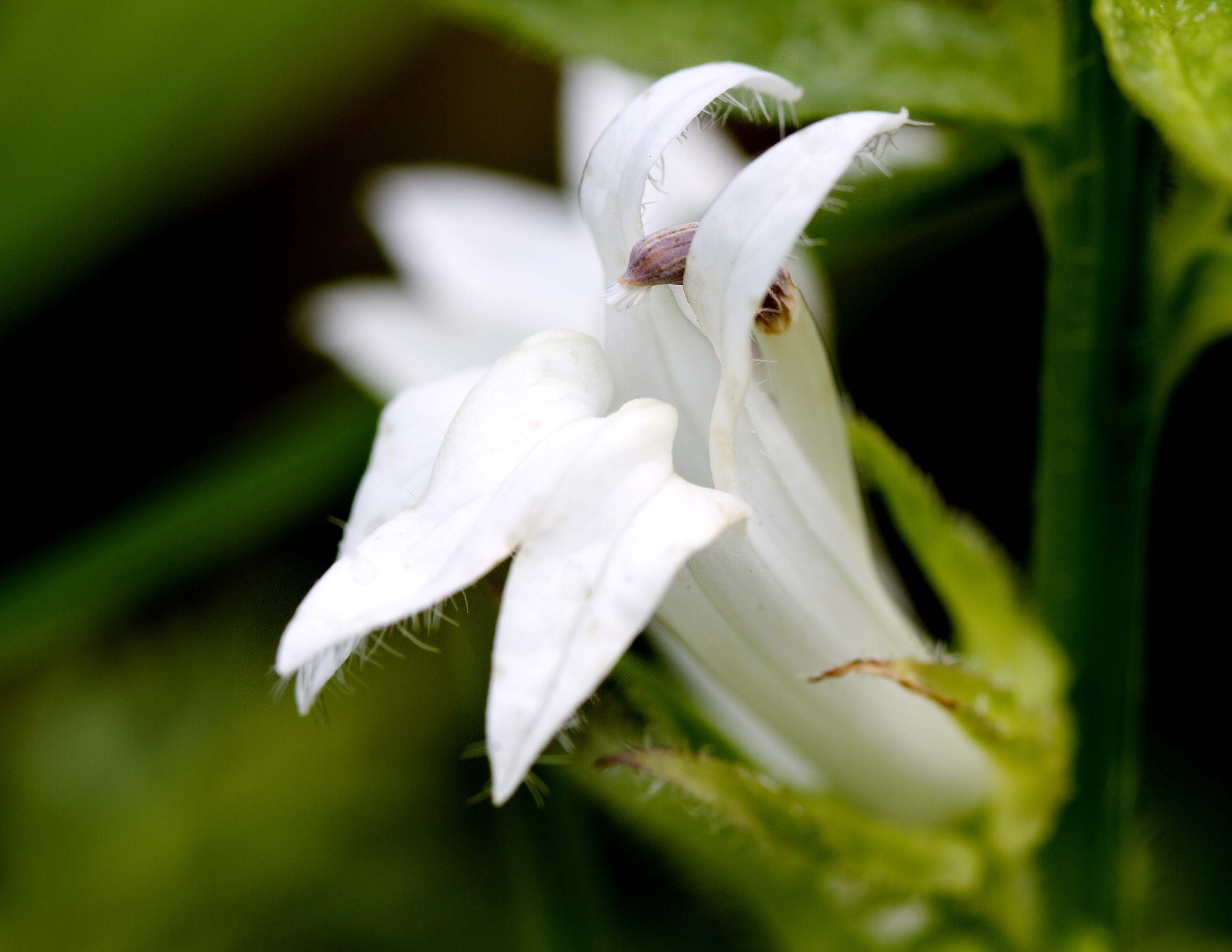 Great Lobelia (Lobelia siphilitica) (all white)